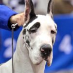 Cade, a Harlequin Great Dane, face on with Georgia