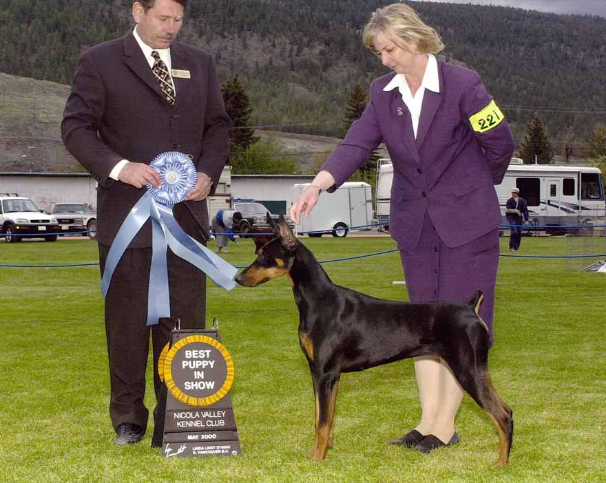 Ch. Colorado Scout
Owned by Karen and Scott Hamlin, Faye Strauss and Jane Chopson
All Breed BEST PUPPY IN SHOW winner