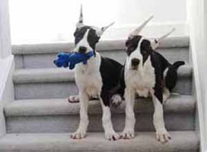 Brit and Otto on stairs 300x220