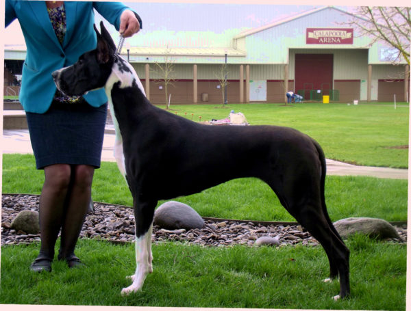 Vickie Soper's puppy Rain (Joey x Sparky) begins her show career.