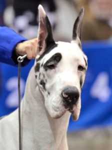 A Great Dane Puppy Spring 2015