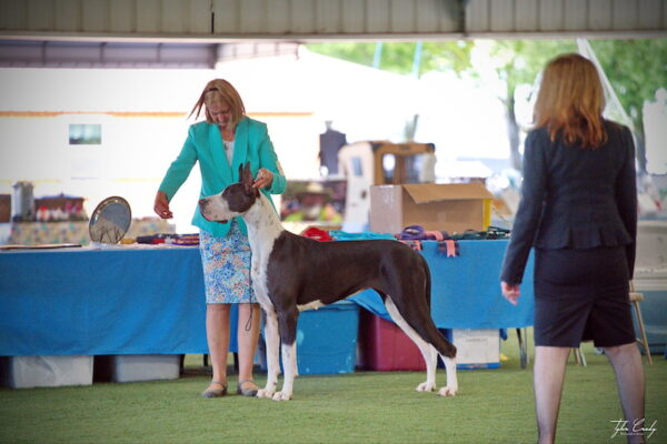 GCH Chanoz Hamlin Lights Up the Night TKN Halley Hamlin Great Danes