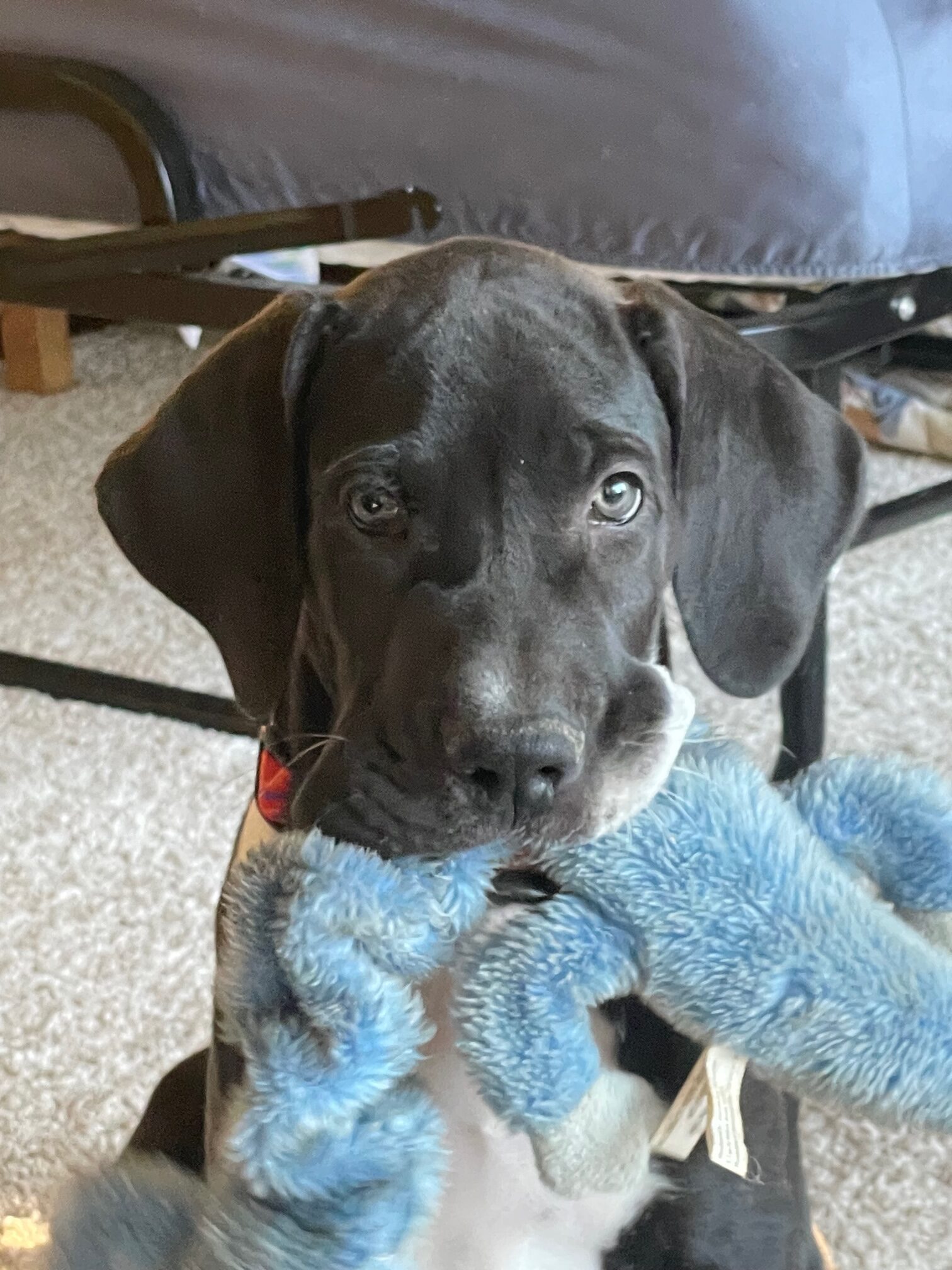 Great Dane Puppy